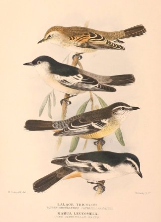 WHITE WINGED & VARIED TRILLER Australian