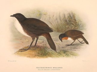 Black-Headed Log-Runner Australian