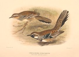 SPOTTED QUAIL THRUSH Australian - Mathews