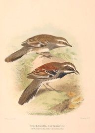 CHESTNUT QUAIL THRUSH Australian - Mathews