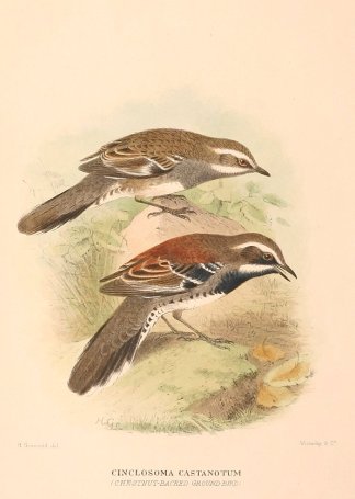 CHESTNUT QUAIL THRUSH Australian