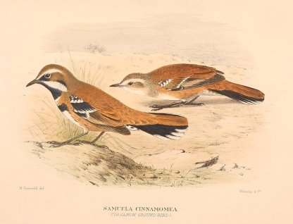 CINNAMON QUAIL THRUSH - Antique Print Map Room