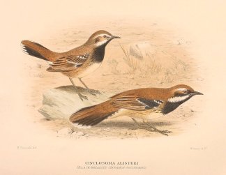BLACK BREASTED CINNAMON QUAIL THRUSH Australian