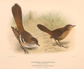 PALE SCRUB ROBIN & PILOT BIRD Australian - Mathews