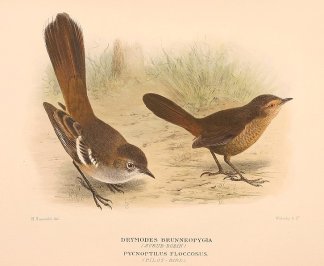 PALE SCRUB ROBIN & PILOT BIRD Australian