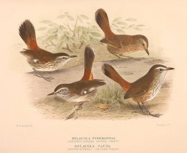 HEATH & SHY HEATH WREN Australian - Mathews
