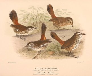 HYLACOLA PYRRHOPYGIA (CHESTNUT-RUMPED GR… Australian