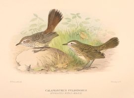 STRIATED FIELD WREN Australian - Mathews