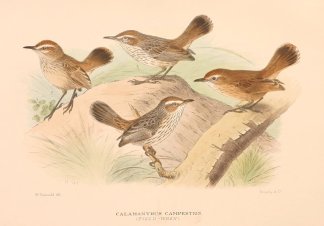 CALAMANTHUS CAMPESTRIS (FIELD-WREN) [RUF… Australian