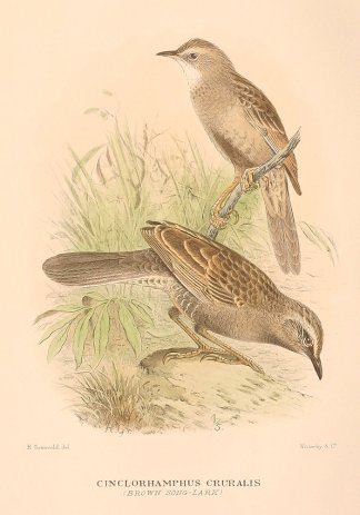 CINCLORHAMPHUS CRURALIS (BROWN SONG-LARK… Australian
