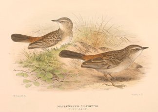 RUFOUS SONGLARK Australian