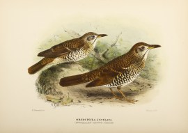 WHITE’S THRUSH Australian - Mathews