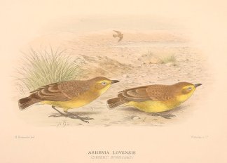 ASHBYIA LOVENSIS (DESERT BUSH-CHAT) [GIB… Australian