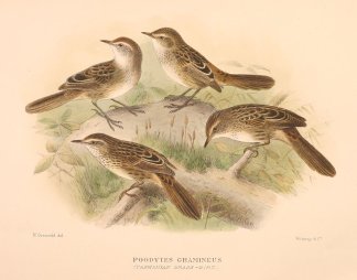 LITTLE GRASSBIRD Australian