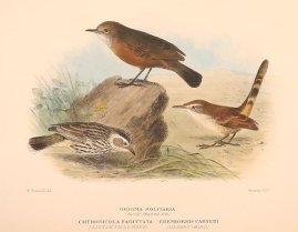 ROCK & SPECKELED WARBLER & SPINIFEXBIRD Australian - Mathews