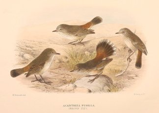 Acanthiza Pusilla. (Brown Tit) Australian