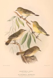 Acanthiza Nana. (Little Tit). Acanthiza Inornata. … Australian - Mathews