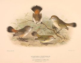 CHESTNUT RUMPED & STRIATED THORNBILL Australian - Mathews