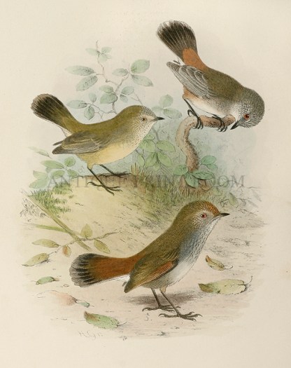 Milligania robustirostris (Thick-billed tit) Acanthiza iredalei. (thin ...