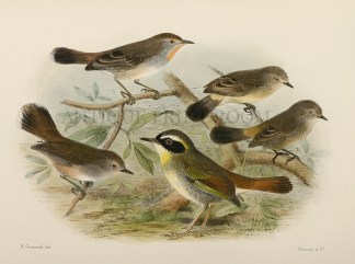 Pyrrholamus brunneus (Redthroat). Geobas… Australian