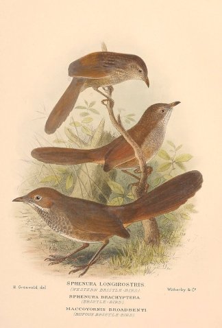WESTERN, EASTERN & RUFOUS BRISTLEBIR… Australian