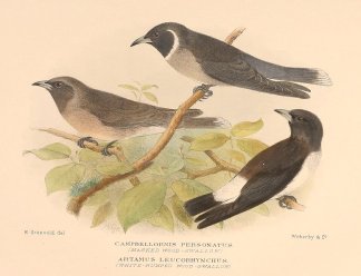 Cambellornis personatus (Masked Wood-swa… Australian