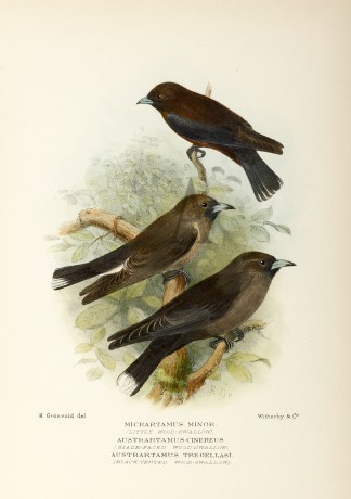 LITTLE & CINEREUS SWALLOW Australian