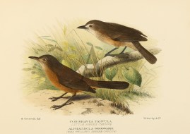 LITTLE & RED BELLIED SHRIKE THRUSH Australian - Mathews