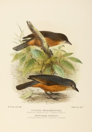 LITTLE & BOWERS SHRIKE THRUSH Australian - Mathews