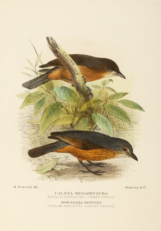 LITTLE & BOWERS SHRIKE THRUSH Australian
