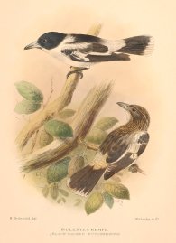BLACK BACKED BUTCHERBIRD Australian - Mathews