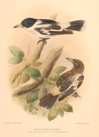 BLACK BACKED BUTCHERBIRD Australian