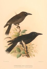 GREY CURRAWONG Australian - Mathews