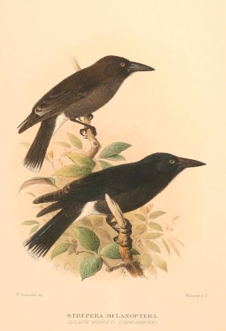 GREY CURRAWONG Australian