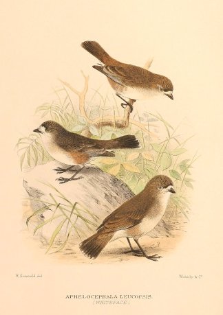 SOUTHERN WHITEFACE Australian