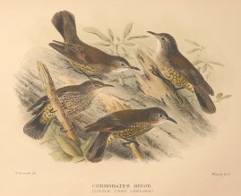 LITTLE TREECREEPER Australian - Mathews