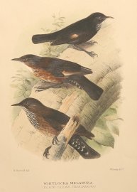 BLACK TAILED TREECREEPER Australian - Mathews