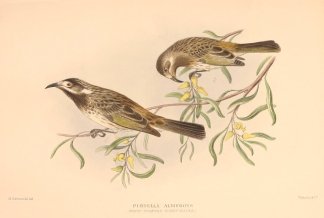 WHITE FRONTED HONEYEATER Australian