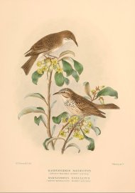 BROWN BACKED & WHITE BREASTED HONEYEATER Australian - Mathews