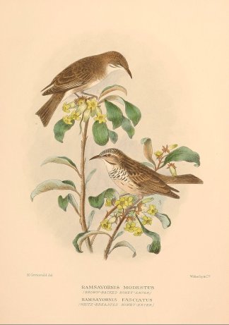 BROWN BACKED & WHITE BREASTED HONEYE… Australian