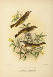 RUFOUS THROATED & RUFOUS BANDED HONEYEATER Australian - Mathews