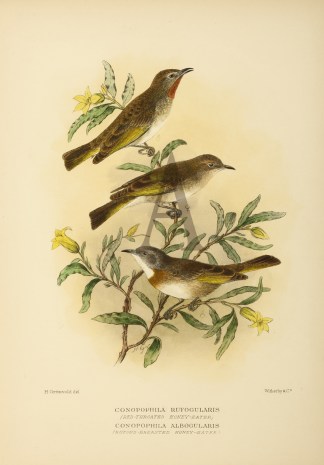 RUFOUS THROATED & RUFOUS BANDED HONE… Australian