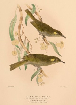 GRACEFUL & MIMIC HONEYEATER Australian