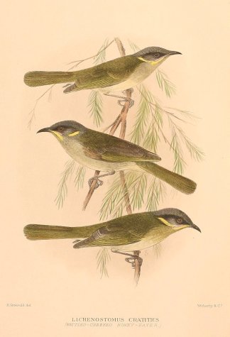 PURPLE GAPED HONEYEATER Australian