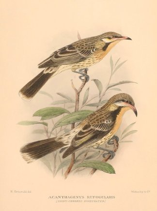 SPINY CHEEKED HONEYEATER Australian