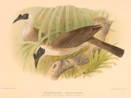 SILVER CROWNED FRIARBIRD Australian - Mathews