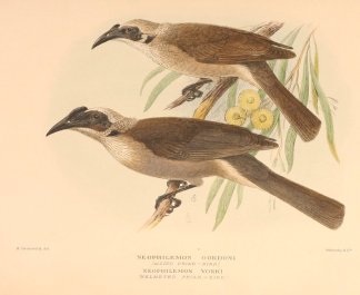MELVILLE ISLAND & HELMETED FRIARBIRD Australian