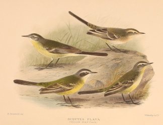 YELLOW WAGTAIL Australian