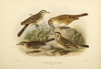 RICHARD’S PIPIT Australian