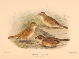 BUSHLARK Australian - Mathews